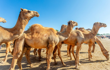 Distinguished Camels