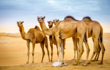 Arabian Camels