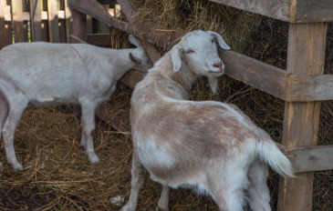 Nubian Sheep