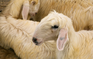 Najdi Sheep