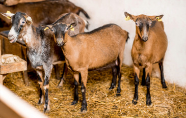 Alpine Goats