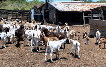 Boer Goats